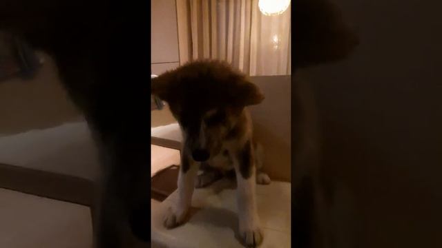 Щенок акита ину тигровый мальчик смотреть онлайн