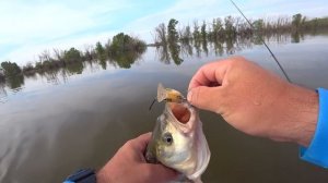 Ловля Жереха после нереста. Пробую в деле Nautilus Verona ASP VRAPS-862M