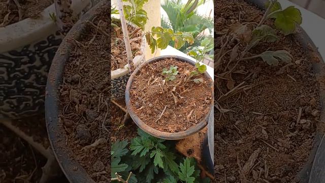 sheepdung added my plants смотреть онлайн