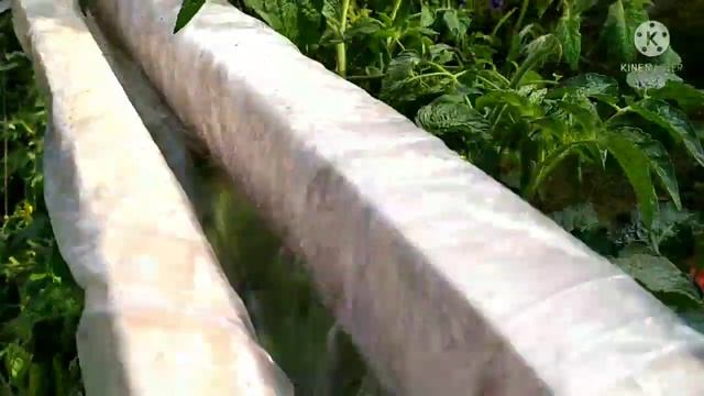 Началось!!! Фитофтора!!! Сорт томата Жигало. смотреть онлайн