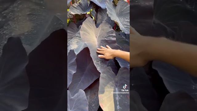 colocasia black magic смотреть онлайн