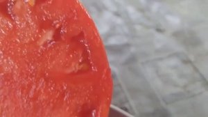 Томат Фатима в открытом грунте.