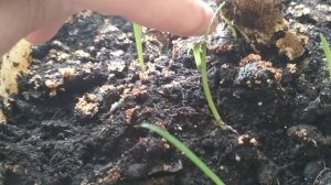 Взошли семена Амариллиса