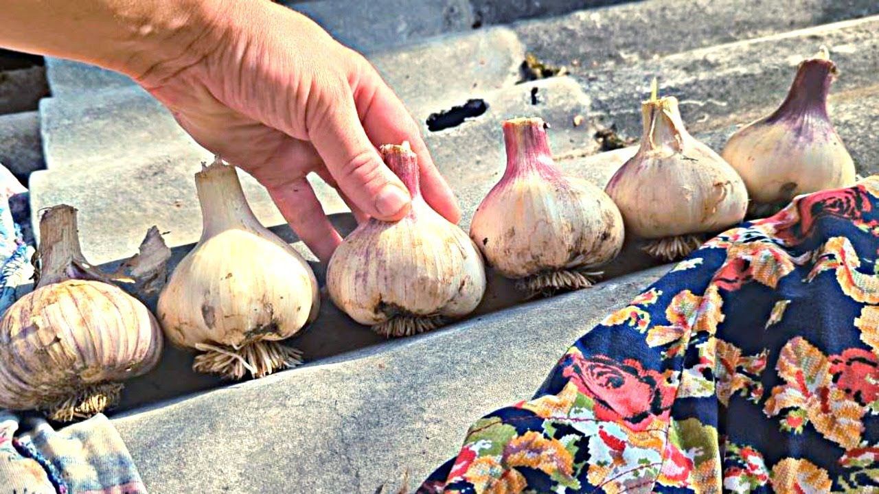 Не выкапывайте чеснок пока не посмотрите это видео! Как понять что чеснок 100% созрел? смотреть онлайн