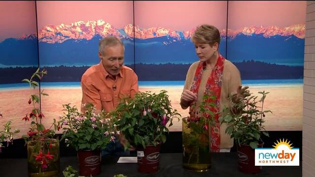 Fuchsias aren't just for hanging baskets: Gardening with Ciscoe - New Day Northwest смотреть онлайн