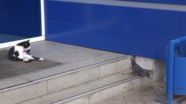 Кот и Голубь смотреть онлайн