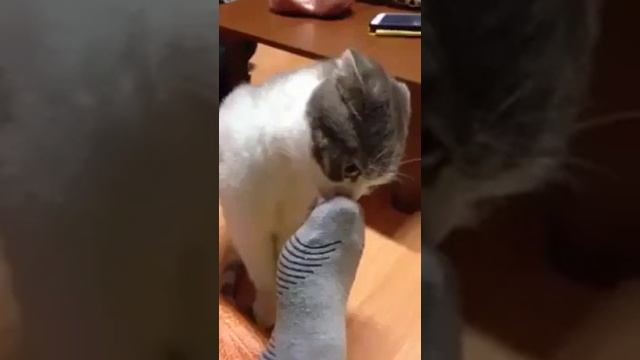 Кошка которая нюхает ноги смотреть онлайн