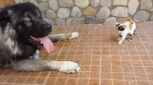 Кавказская овчарка — вот почему не стоит заводить эту породу!