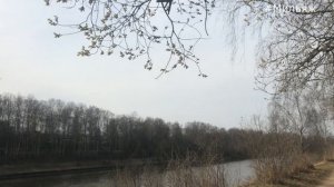 Верба это или ива? Вот в чем вопрос...