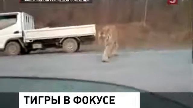 Тигр парализовал движение на трассе смотреть онлайн