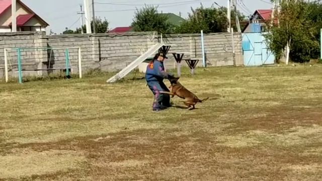 Работа фигуранта/ Собака атакует/ Девушка фигурант/ Малинуа против фигуранта/ Защитная служба смотреть онлайн