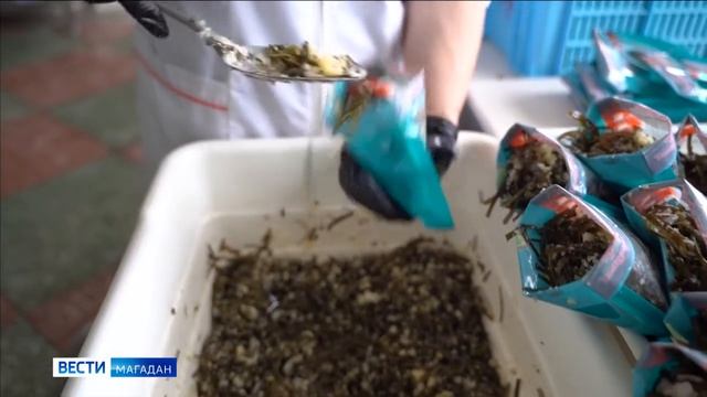 Малый и средний бизнес может получить субсидию мэрии Магадана смотреть онлайн