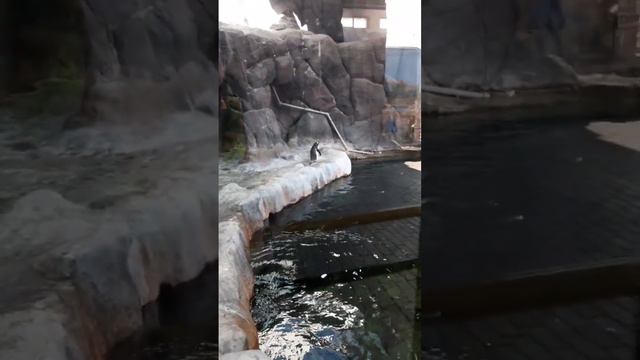 Московский зоопарк.Апрель 2023 смотреть онлайн