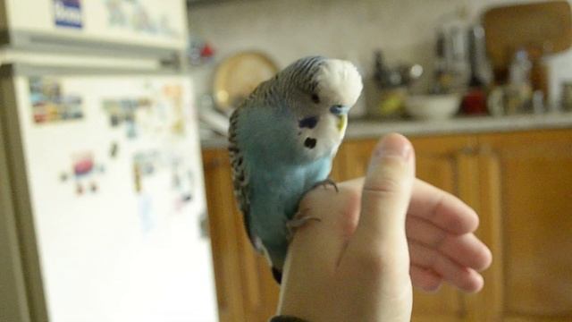 Говорящий попугай - Петруша хороший мальчик смотреть онлайн