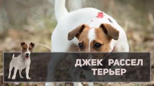 САМЫЕ ПОПУЛЯРНЫЕ ПОРОДЫ СОБАК В МИРЕ