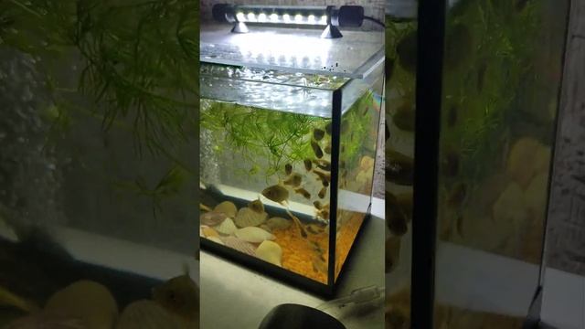 как содержать карася в аквариуме смотреть онлайн