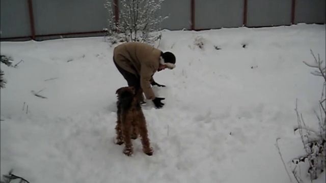 Welsh Terriers in snow of February. 2018. смотреть онлайн