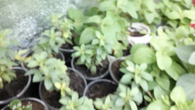 Черенкование фуксий ,обзор домашней теплички смотреть онлайн