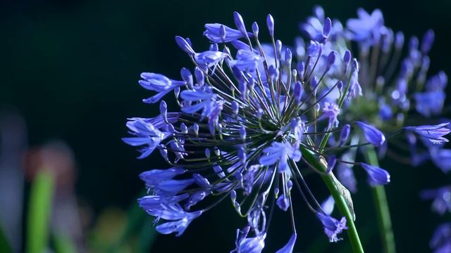 Mahamrityunjaya Mantra