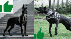 Немецкий Дог