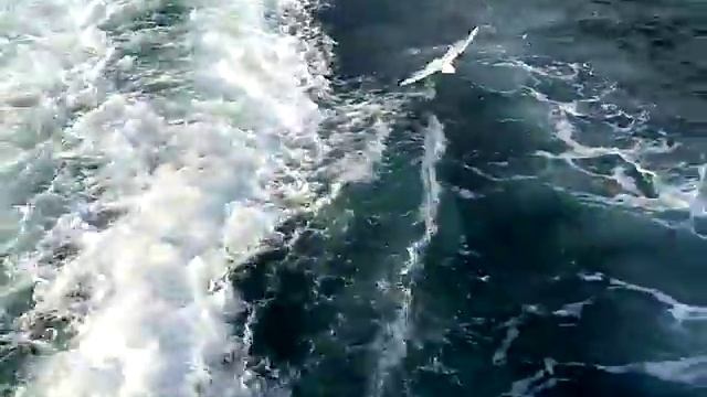 Прогулка на пароме по Босфору в Стамбуле смотреть онлайн