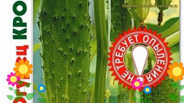 Огурец партенокарпический Крокодил F1. Краткий обзор, описание cucumis sativus Krokodil F1 смотреть онлайн