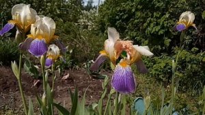 Дюймовочка и ирисы