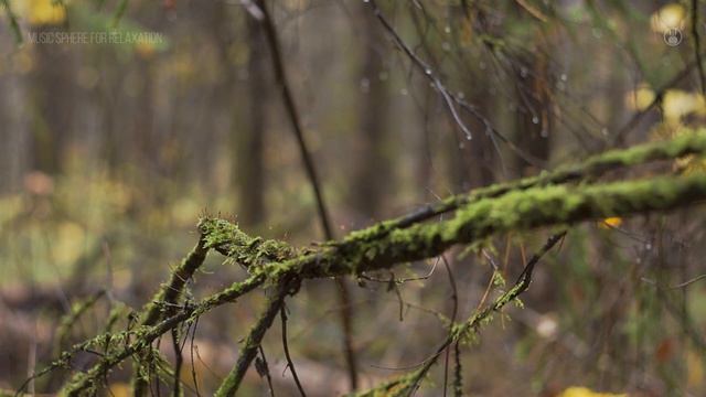 A Colorful Autumn Forest - Light Rain Sounds on Umbrella. Relaxing Nature Ambience for Sleep, Study смотреть онлайн