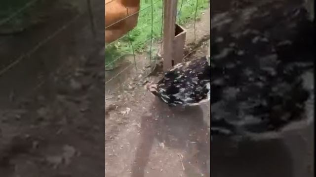 ?смешное видео ? до конца. Куры и цесарки. смотреть онлайн