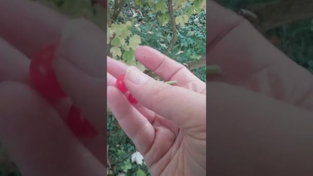 Слива , или груша, яблоня, вишня не плодоносила в этом году. Что делать . смотреть онлайн