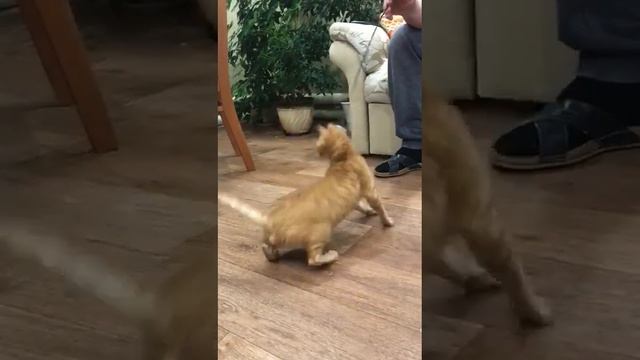 Питомник уральский рекс Grateful Cat | малыш в новом доме смотреть онлайн