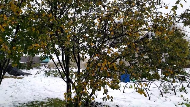 #Первый снег в Сибири#Убрали уток Черри Велли#Разочарование# смотреть онлайн