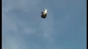 Анжелика Агурбаж Николаевских стая