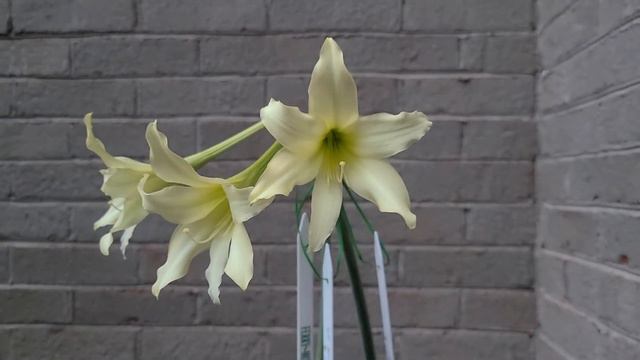 Hippeastrum 'Germa' - an Amaryllis Gem - Pollination day смотреть онлайн