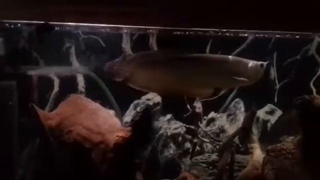 Арована серебряная смотреть онлайн