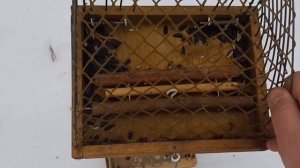 Ловля птиц (синицы московки)