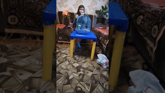 Как ухаживать за джунгарским хомяком смотреть онлайн