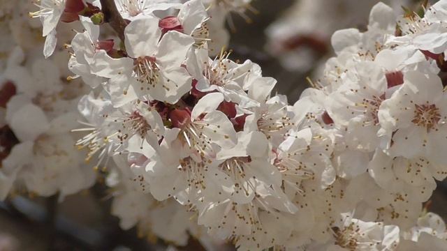 Цветущий абрикос, весна смотреть онлайн