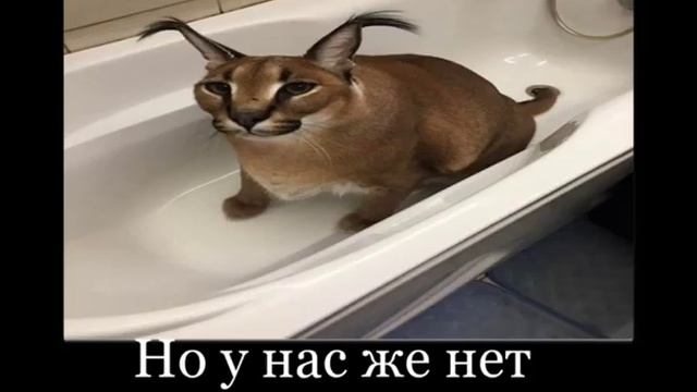 МАМА ПОЛОТЕНЦЕ ОБОСРАЛОСЬ?