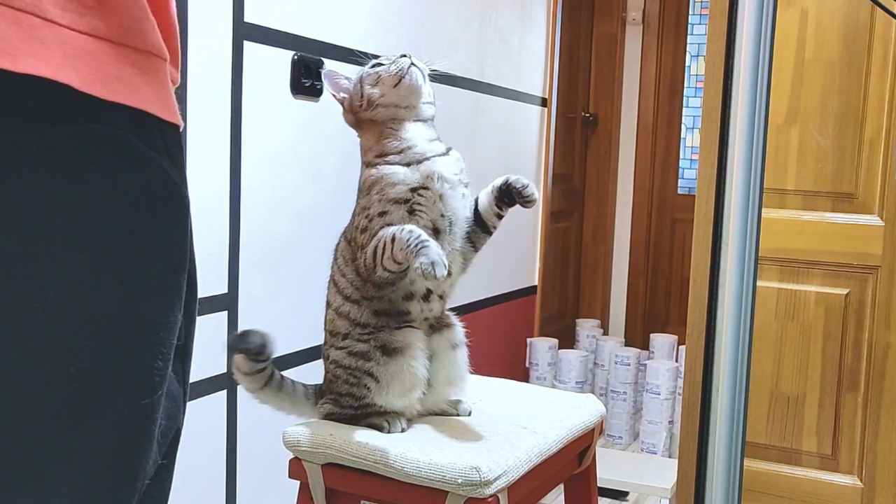 Полоса препятствий для кошек.