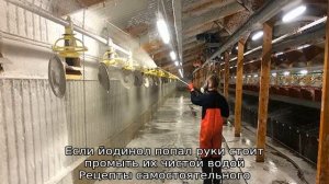 Йодинол для кур