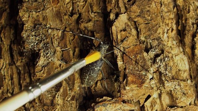 Какие звуки издают жуки? Еловый усач не любит когда его щекочут! Жук скрипит и негодует! смотреть онлайн