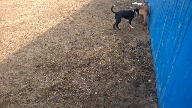 11 марта 2017 АСТ Тим прогулка с боксером смотреть онлайн