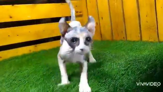Kucing ELF смотреть онлайн