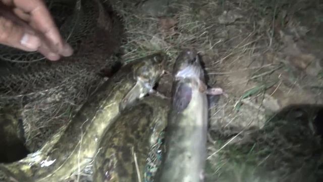 Рыба в Мире