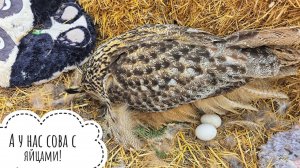 Сова Ёль на 1 апреля снесла второе яйцо. Сова очень занята, позавтракать некогда!