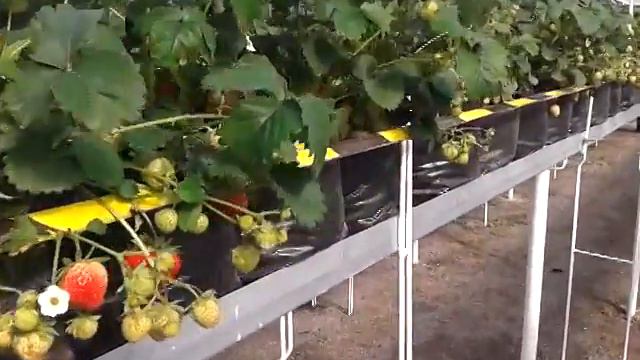 Так я выращиваю клубнику смотреть онлайн