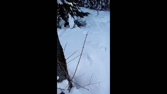 Проверка капканов на соболя один есть. смотреть онлайн