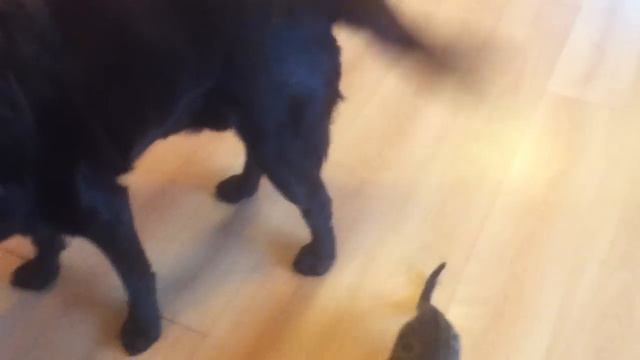 cat&dog смотреть онлайн