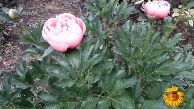 Пионы в моём саду. Травянистые пионы. Сорта. смотреть онлайн